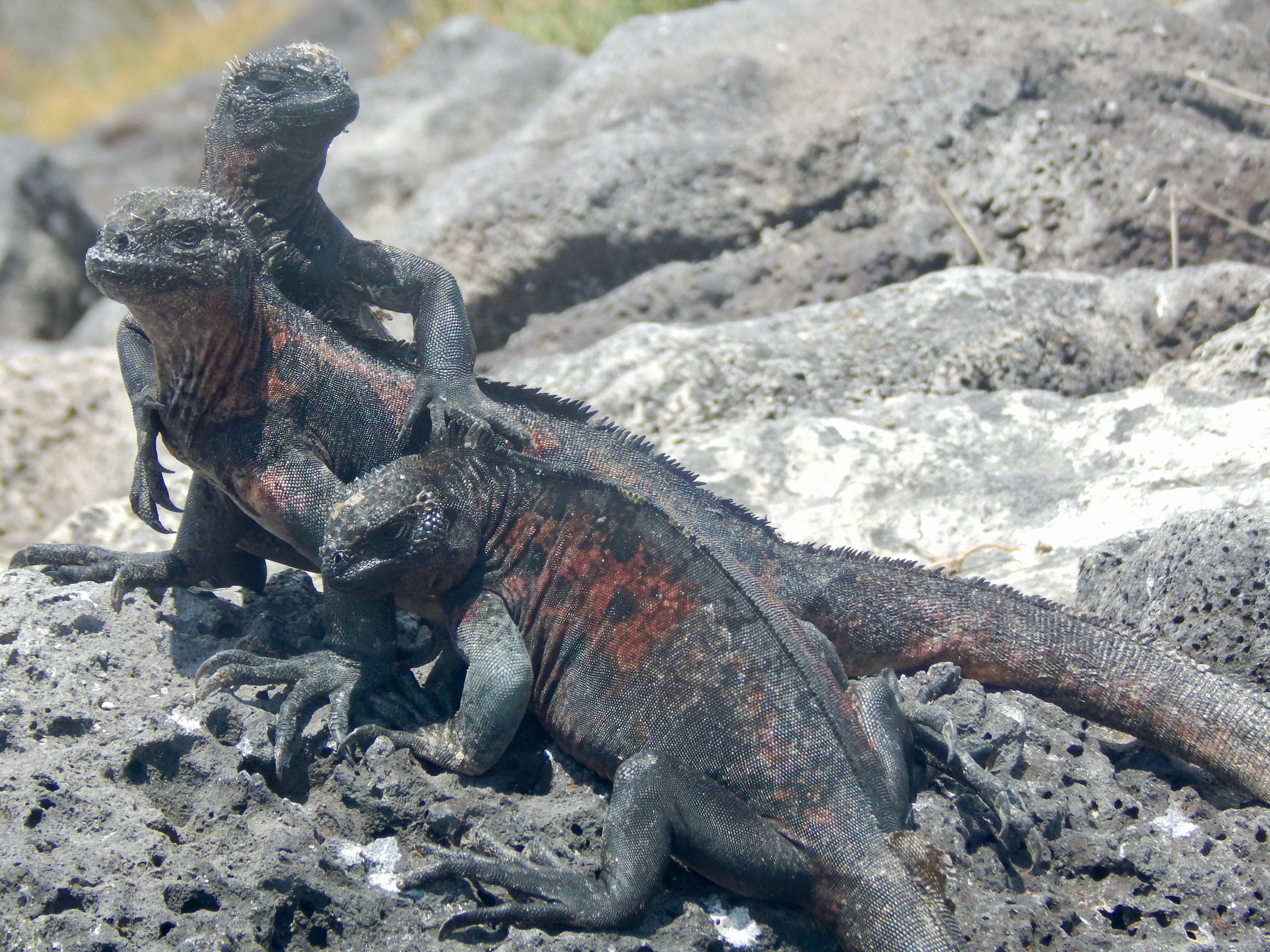 A trio of marine iguanas (Amblyrhynchus cristatus ssp venustissimus) bask together over the volcanic rocks of Isla Española.
