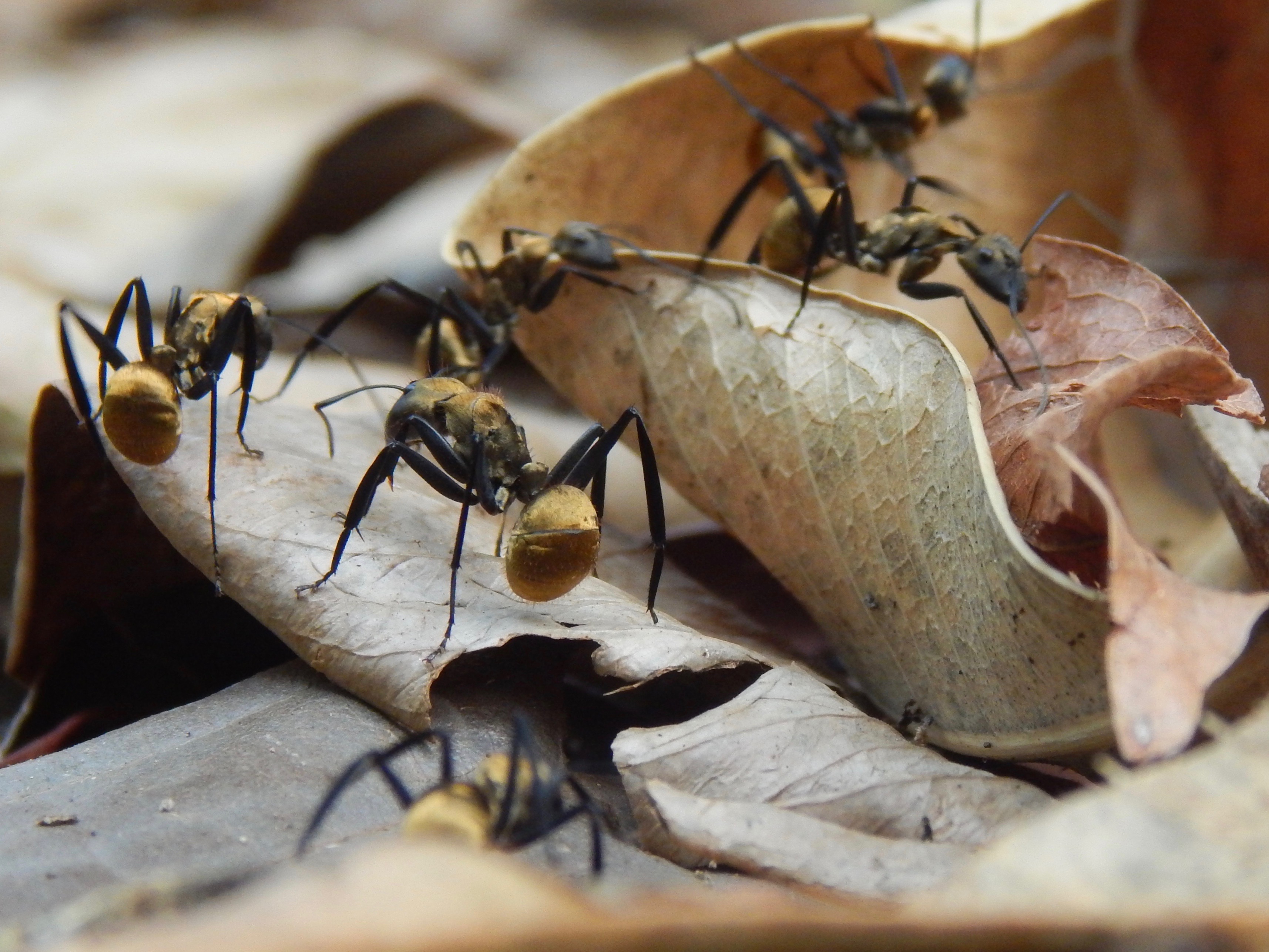 A troop of the shimmering golden sugar ants (Camponotus sericeiventris) traverses leaf litter in Los Tuxtlas, Veracruz, Mexico.