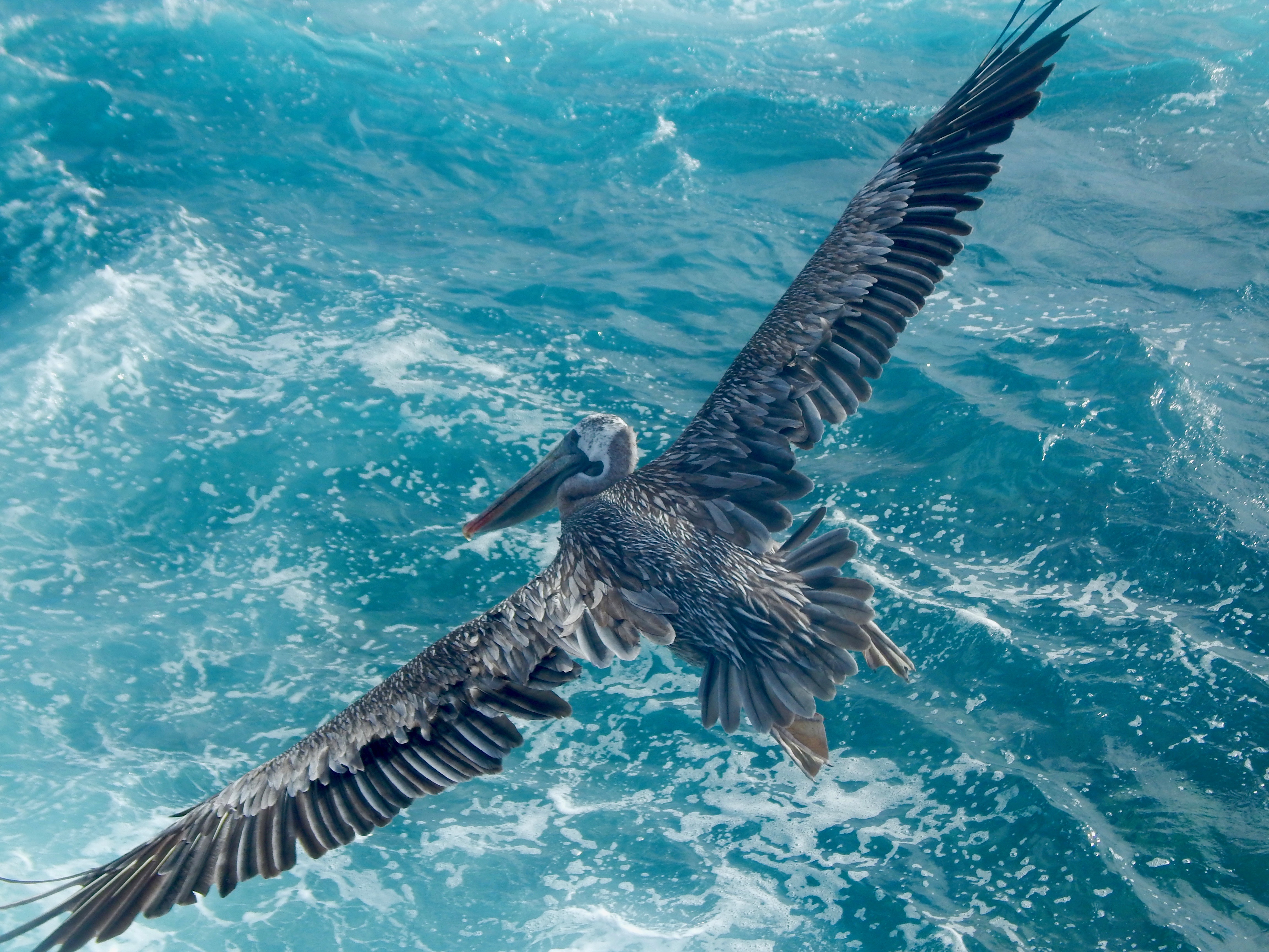 A Galapagos Brown Pelican (Pelecanus occidentalis ssp urinator) soars over the foamy waters of the Pacific Ocean.